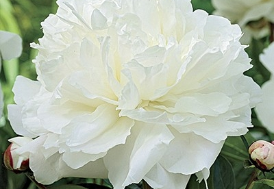 Pojeng ´White Double´ (Peonia)