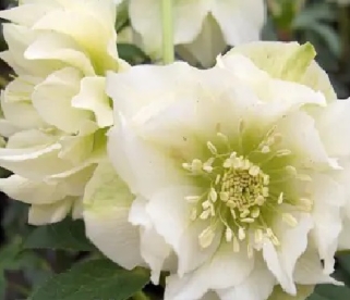 Lumeroos ´Double Ellen White´ (Helleborus)