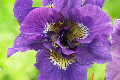 Siberi võhumõõk ´Double Standart´ (Iris sibirica)