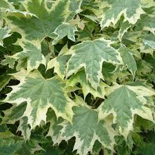 Harilik vaher ´Drummondii´ (Acer platanoides)