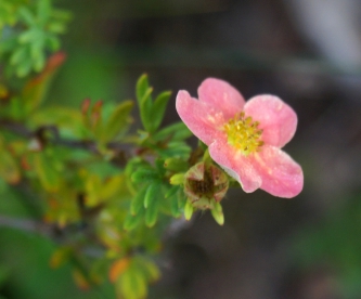 Põõsasmaran ´Radbuza´ (Potentilla fruticosa) - P11 noortaim ja 10 cm kõrge