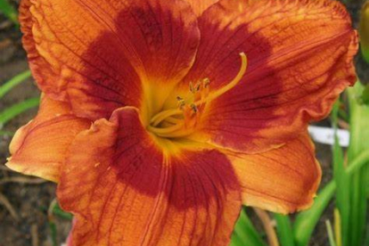 Päevaliilia ´Duke fo Durham´ (Hemerocallis)