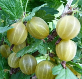 Karusmari ´Kuršu Dzintars´ (Grossularia)