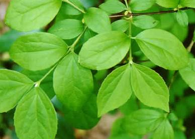 Harilik ebajasmiin ´Compacta Nana´ (Philadelphus)