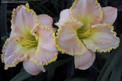 Päevaliilai ´Ed Brown´ (Hemerocallis)