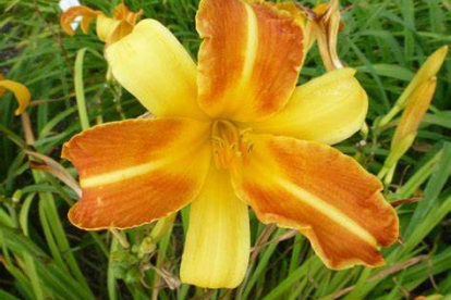 Aed-päevaliilia ´Eenie Allegro´ (Hemerocallis)