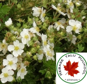 Põõsasmaran ´Eisprinzessin´ (Potentilla fruticosa)