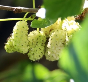 Valge mooruspuu ´Eldorado´ (Morus alba)