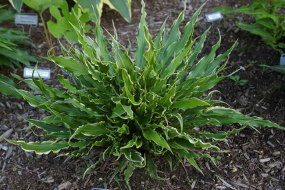 Hosta ´Electrocution´ (Hosta)