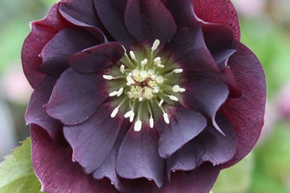 Lumeroos ´Double Ellen Purple Shades´ (Helleborus)