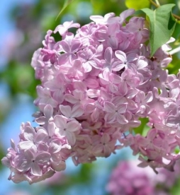 Harilik sirel ´Ester Staley´ (Syringa)