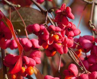 Euroopa kikkapuu (Euonymus europeaus)