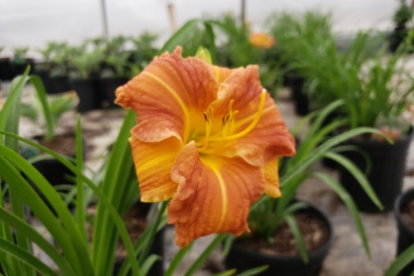 Päevaliilia ´EveryDaylily Bronze´ (Hemerocallis)