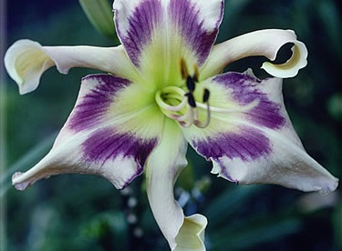 Päevaliilia ´Eyed Twister´ (Hemerocallis)