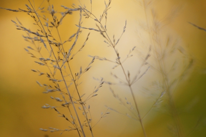 Foto "Kõrred päikeses"