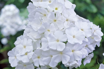 Floks ´White Admiral´ (Phlox paniculata)