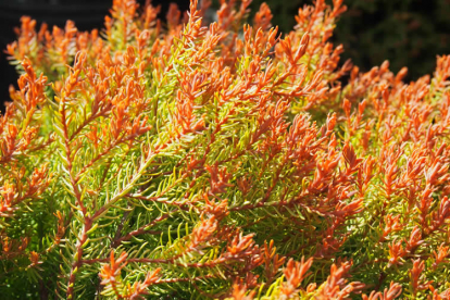 Harilik elupuu ´Fire Chief´ (Thuja occicentalis) Noortaim kuni 10 cm. Potistatud 10.08.2022