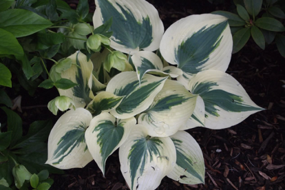 Hosta ´Firn Line´ (Hosta)
