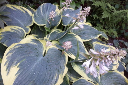 Hosta ´Flemish Angel´ (Hosta)