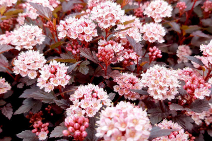 Põisenelas ´Little Devil´ (Physocarpus)