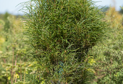 Paakspuu ´Fine Line´ (Frangula alnus)