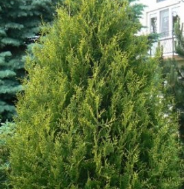 Harilik elupuu ´Frieslandia´ (Thuja occidentalis)