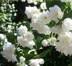 Ebajasmiin ´Frosty Morn´ (Philadelphus)
