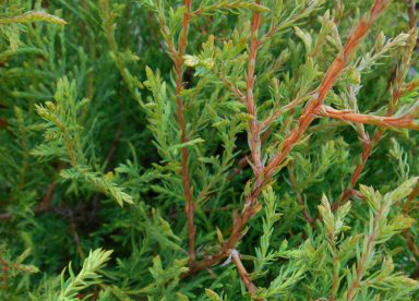 Harilik elupuu ´Funny Fresh´ (Thuja occidentalis)