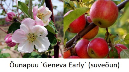 Õunapuu ´Geneva Early´  (Malus) - kuni 0,5 m okulaat