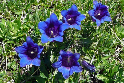 Varretu emajuur (Gentiana acaulis)