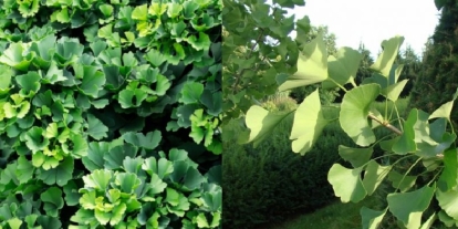 Hõlmikpuu (Ginkgo biloba)