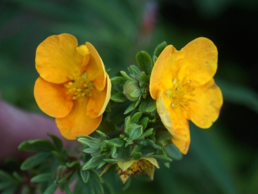 Põõsasmaran ´Go Shin Tai´ (Potentilla fruticosa) - P11 noortaim / 10 cm kõrge