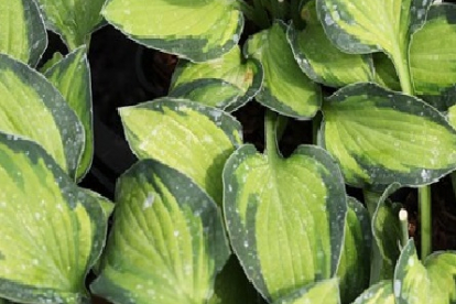 Hosta ´Gold Rush´ (Hosta)