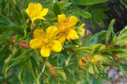 Põõsasmaran ´Golden Arrol´ (Potentila fruticosa)