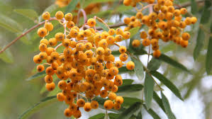 Pihlakas ´Golden Wonder´ (Sorbus)