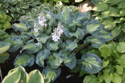 Hosta ´Golden Meadows´ (Hosta)