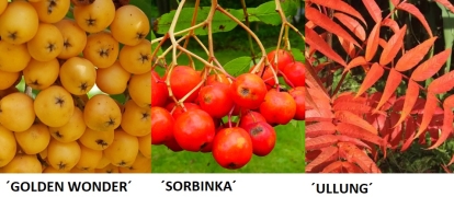 Perepihlakas ´Golden wonder´ , ´Sorbinka´ ja ´Ullung´  (Sorbus)