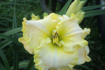Päevaliilia ´Green Mystique´ (Hemerocallis)