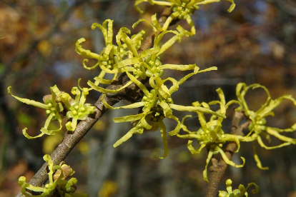 Virgiinia nõiapuu (Hamamelis virginiana)
