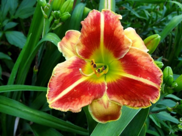 Päevaliilia ´Fire and Fog´ (Hemerocallis)