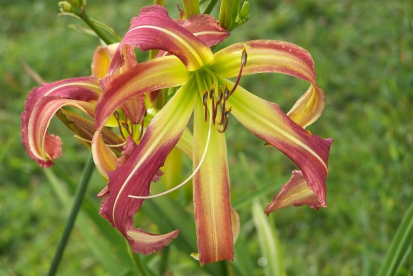 Päevaliilia ´Heavenly Mr. Twister´ (Hemerocallis)