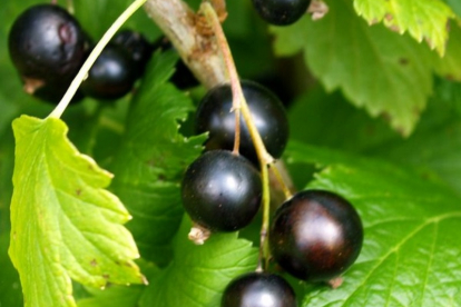 Must sõstar ´Hedda´ (Ribes nigrum)