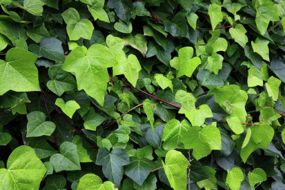 Harilik luuderohi (Hedera helix)