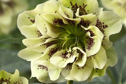 Lumeroos ´Double Ellen Yellow Spotted´(Helleborus)