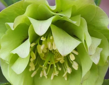 Lumeroos ´Double Ellen Green Shades´ (Helleborus)