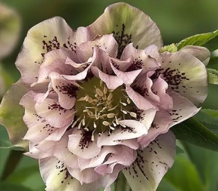 Lumeroos ´Double Ellen Pink Spotted Shades´ (Helleborus)