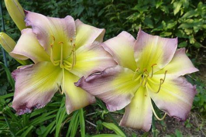 Päevaliilia ´Regency Height´s´ (Hemerocallis)