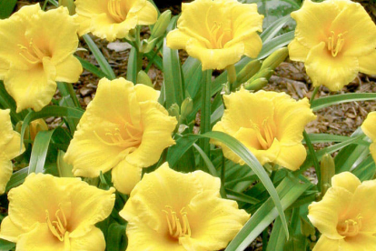 Päevaliilia ´Mini Stella´ (Hemerocallis)