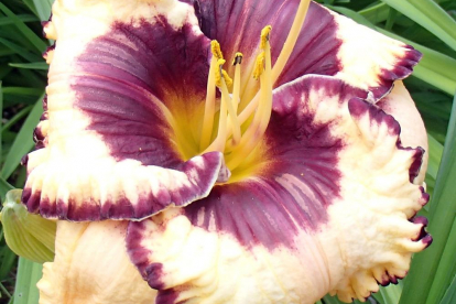 Päevaliilia ´Moussaka´ (Hemerocallis)