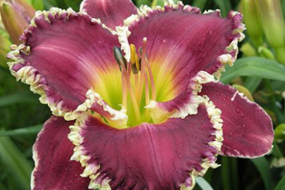 Päevaliilia ´Bettylen´ (Hemerocallis)
